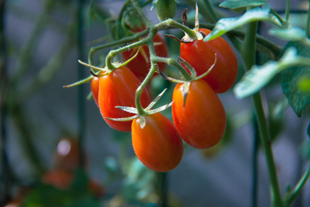 Five tomatoes on the plantの写真素材