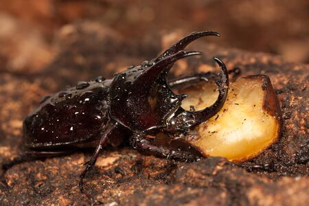 a horned bug
