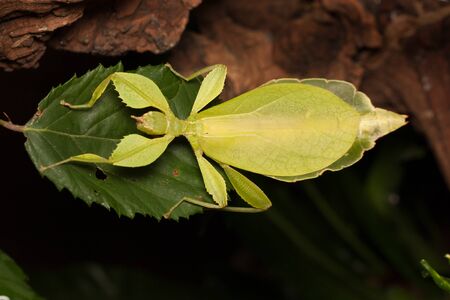a leaf insectの写真素材