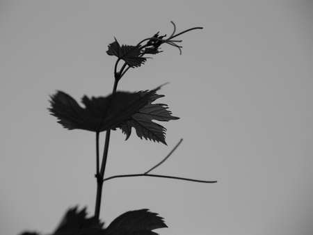 leaf in vineyardの写真素材