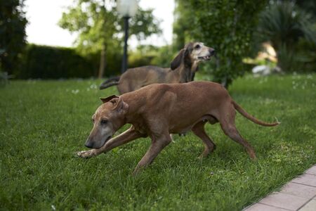 two hounds play in a meadow