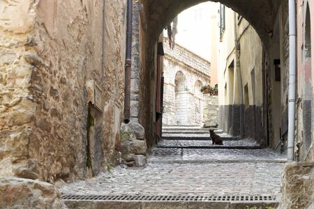 A cat in an old street