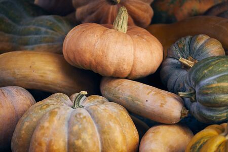 pumpkins of different shapes and colors