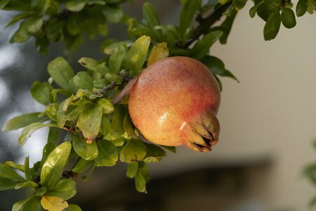A pomegranate on a branchの写真素材
