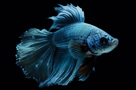 Siamese fighting fish in motion, cyan fish on black background, AI generativeの素材