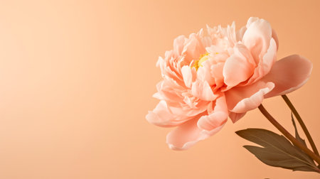 A single pink flower in a vase on a table. Peach fuzz, color of the year 2024, monochromatic image.の素材