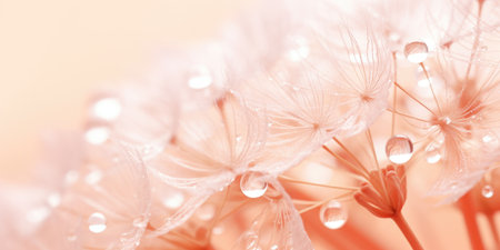 A close up of a bunch of water droplets on a dandelion. Peach fuzz, trendy color of the year 2024.の素材