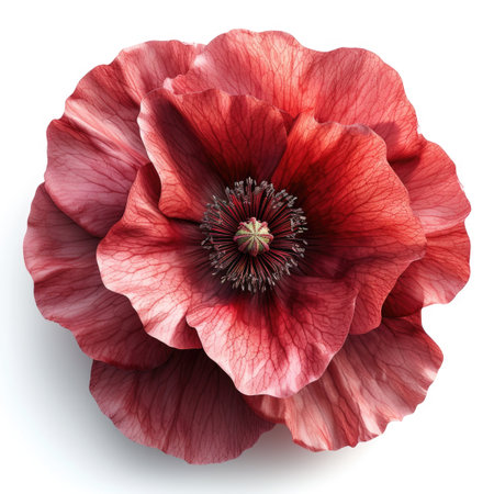 A close up of a red flower on a white surface.の素材