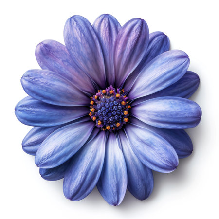 A close up of a purple flower on a white surface.の素材