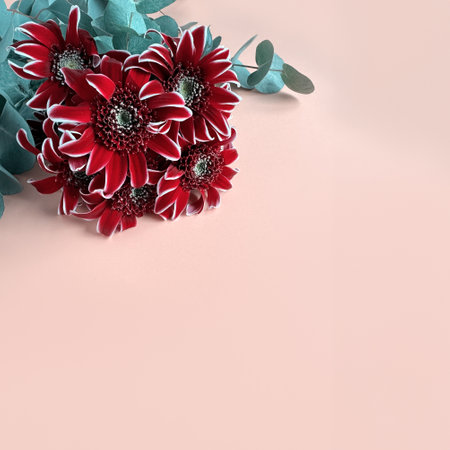 A bunch of dark red chrysanthemum, or chrysanth flowers on a pink surface, copy-space.の写真素材