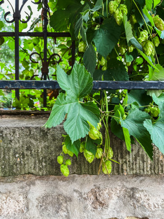 branch of hops with green leaves on the background of the fence