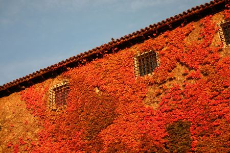 Red leaves climbing on the castle facade in Trieste, Italyの写真素材