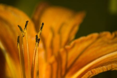 A close up view of the blossom of hemerocallis flowerの写真素材
