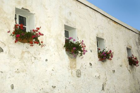 Four windows with flowersの写真素材