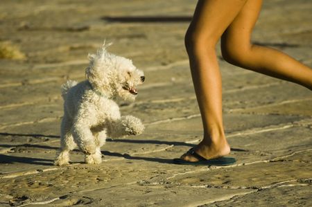 Dog playing with a girl in an afternoon lighting sunの写真素材