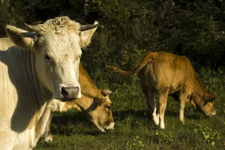 Three cows on pasture on the meadowの写真素材