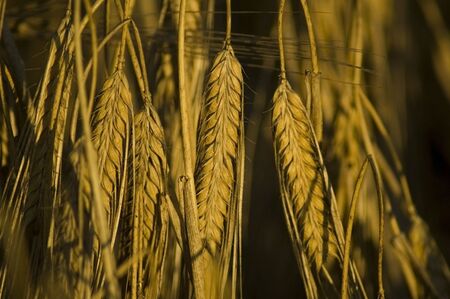 Close-up of a grain growing on the fieldの写真素材