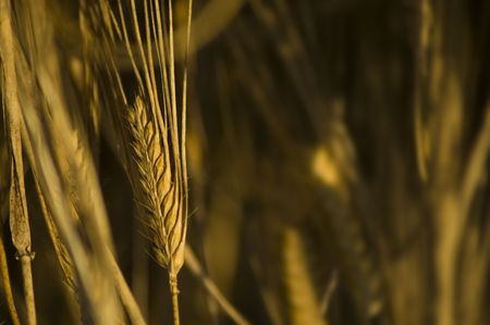 Close-up of a grain growing on the fieldの写真素材