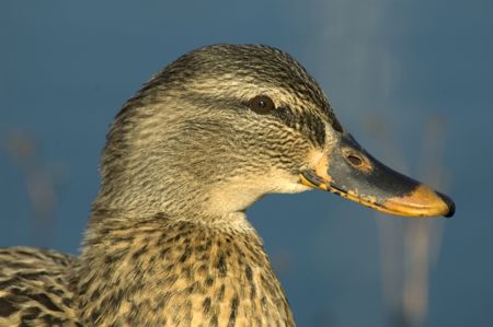 Head shot of a duck with blue water in the backgroundの写真素材