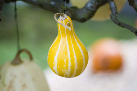 Pumpkin set up in the garden outdoorの写真素材
