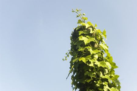 Ivy climbing on a trunk with clear blue sky in the backgroundの写真素材