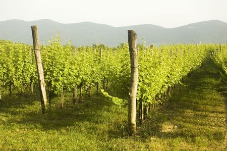 Vineyard in Central Europe in the early summerの写真素材