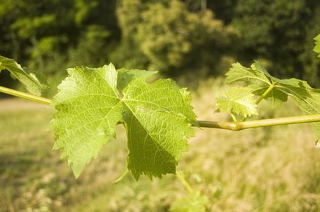 Vineyard in Central Europe in the early summerの写真素材
