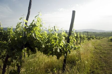 Vineyard in Central Europe in the early summerの写真素材