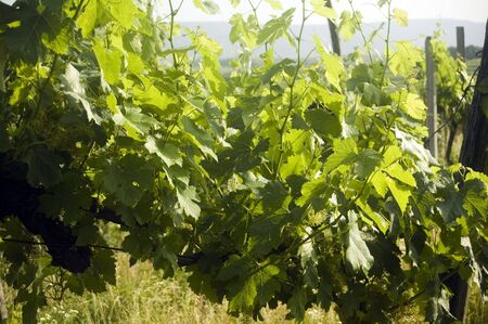 Vineyard in Central Europe in the early summerの写真素材