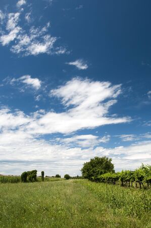Green summer field with blue sky in the backgroundの写真素材