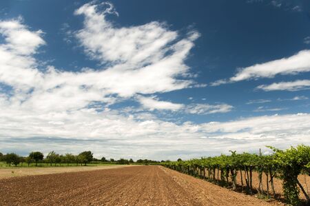 Soil on summer field with blue sky in the backgroundの写真素材