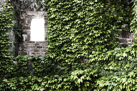 Window opening on a castle wall with green ivyの写真素材