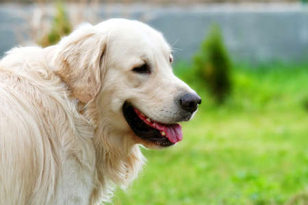 Portrait beige golden retriever running around the garden