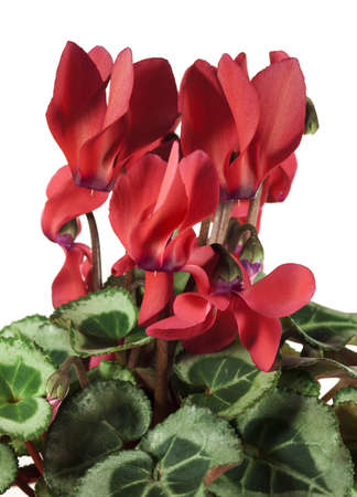 Red cyclamen on a white backgroundの写真素材
