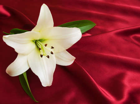 White lily on the red silkの写真素材