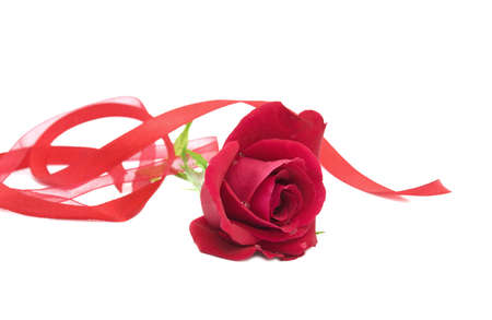 	Red roseの写真素材