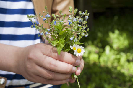 A child's hand holding wildflowersの写真素材