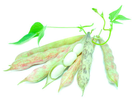 Beans on a white backgroundの写真素材