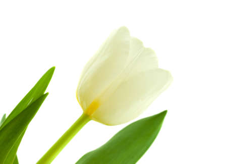 Spring Tulipの写真素材
