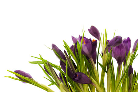 Crocusesの写真素材