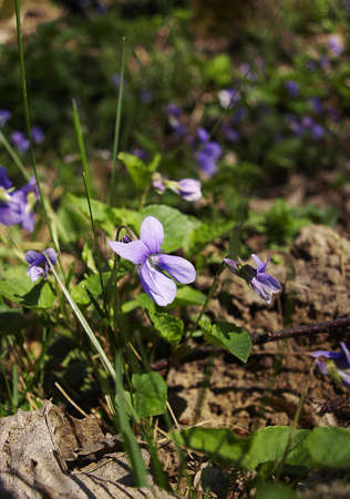 Wild flower in spring time