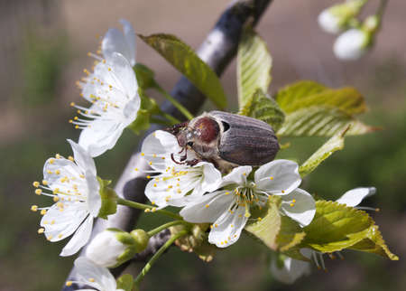 Maybug beetle on the white cherry blossom