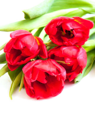 Spring red tulips on  a white backgroundの写真素材