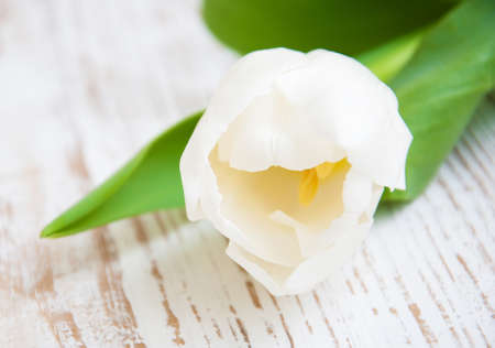 White Tulip on a old wooden  backgroundの写真素材