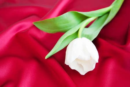 White Tulip on Red Satin backgroundの写真素材