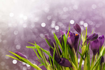 Spring Crocuses with bokeh light in backgroundの写真素材