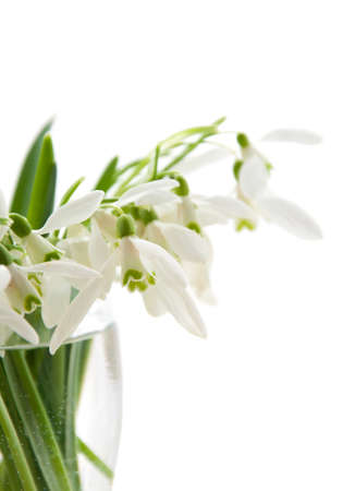 Bunch of spring snowdrop flowers on a white backgroundの写真素材