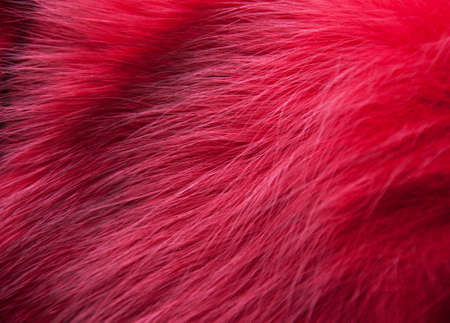 Close-up of red fur backgroundの写真素材
