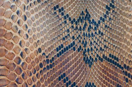 Texture backgroun brown snake leather