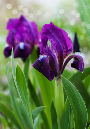 Close up of beauty Iris flower
